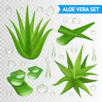 Vettore gratuito illustrazione di pianta di aloe vera