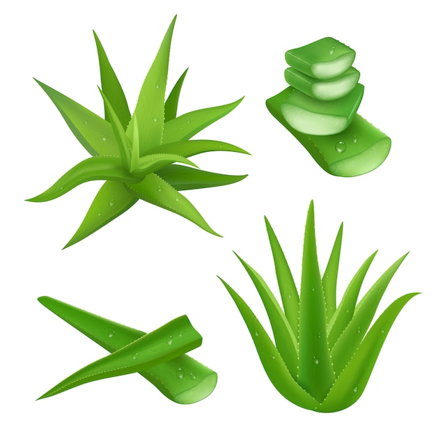 Vettore gratuito set di aloe vera