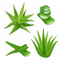 Free vector aloe vera set