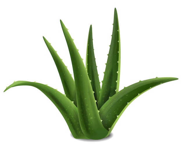 現実的なスタイルのサボテンの植物 無料のベクター 現実的なスタイルのサボテンの植物 無料のベクター