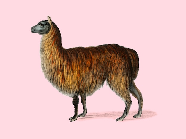 Free vector alpaca