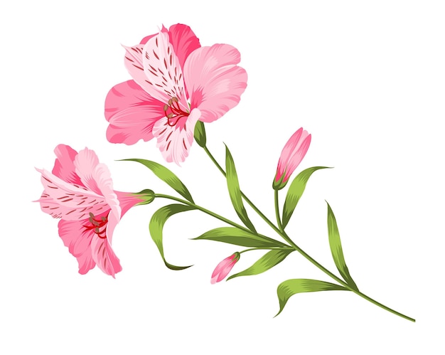 Alstromeria pink branch isolated on white Beautiful alstroemeria for your personal design Vector illustration