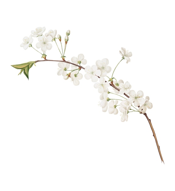 Amarena cherry flower from Pomona Italiana illustration