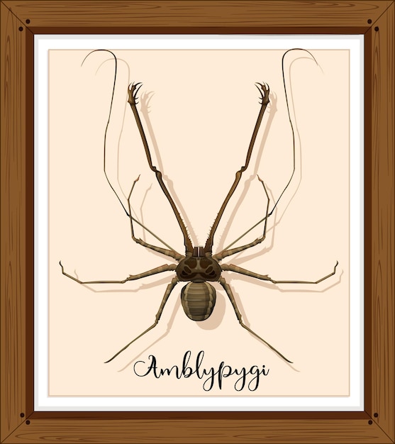 Amblypygi spider on wooden frame