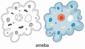 Free vector ameba in colour and doodle on white