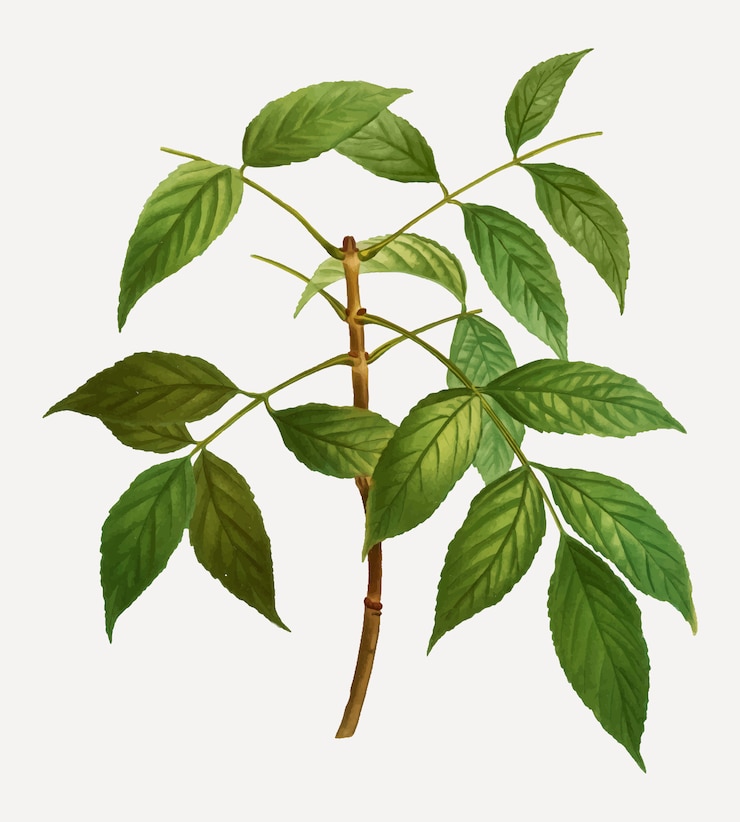 Free Vector american ash tree