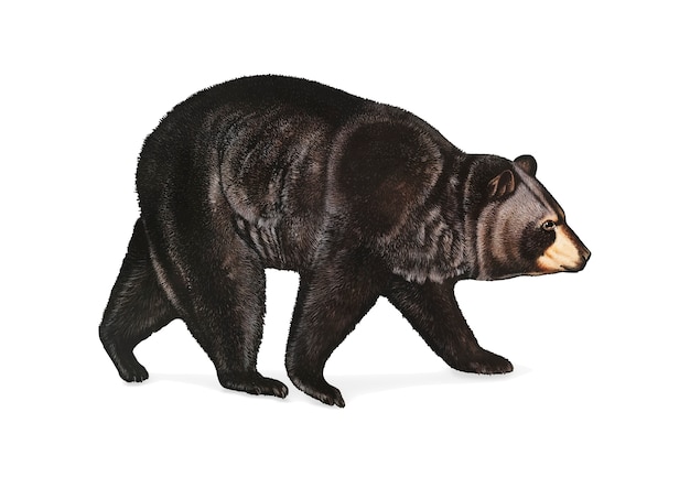 Vettore gratuito illustrazione di orso nero americano