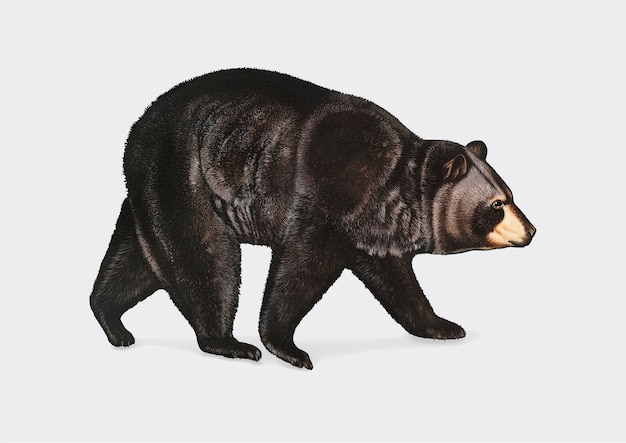 American black bear illustration