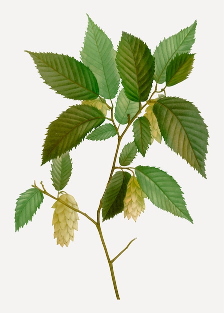 American hophornbeam branch