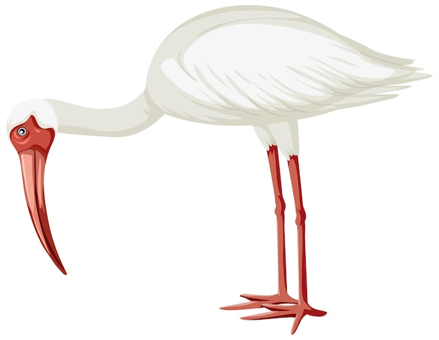 American white ibis isolated