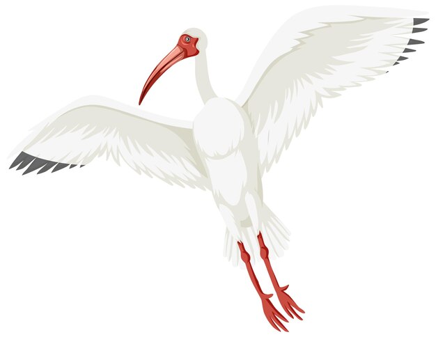 American white ibis isolated