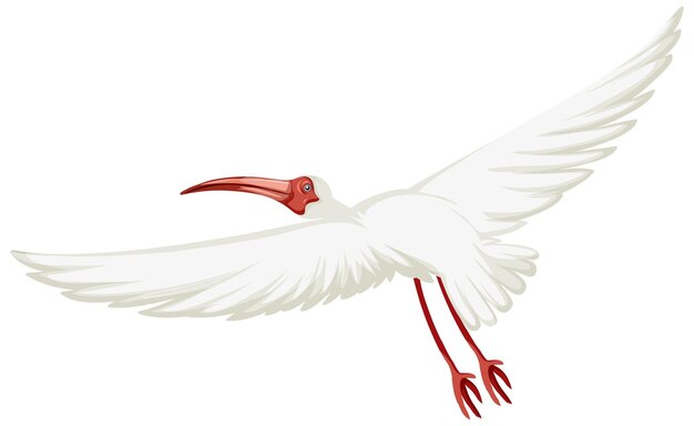 American white ibis isolated