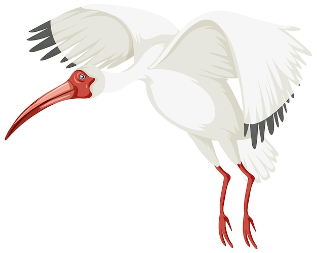 Ibis bianco americano isolato