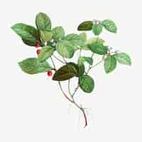 Free vector american wintergreen plant