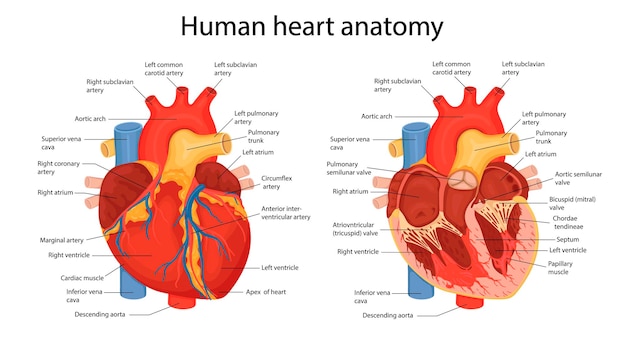 Рисованная иллюстрация анатомии человеческого сердца с указанием основных частей