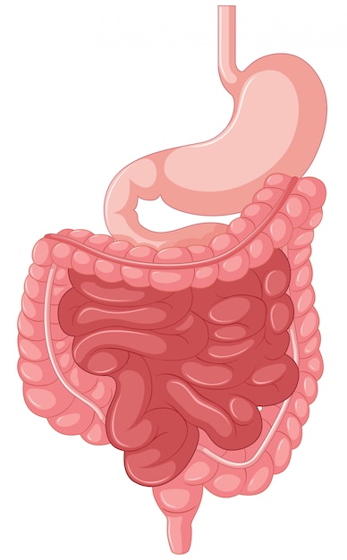 Vettore gratuito illustrazione anatomica dell'intestino