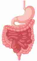 Free vector anatomical illustration of intestine