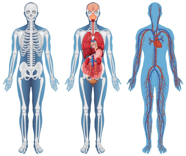 Vettore gratuito struttura anatomica corpi umani