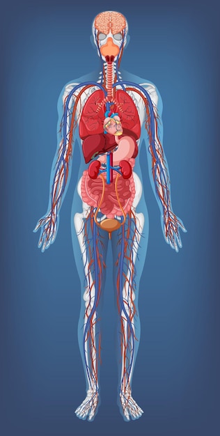 Бесплатное векторное изображение Анатомическое строение человеческого тела