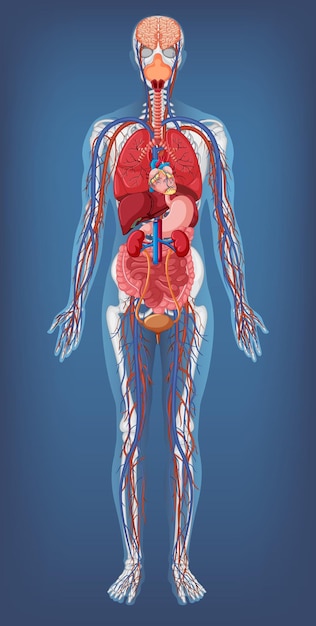 Anatomical Structure Human Body