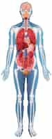 Vettore gratuito struttura anatomica del corpo umano
