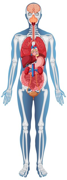 Anatomical Structure Human Body