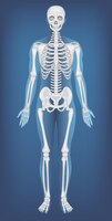 無料ベクター 解剖学的構造人間の骨格