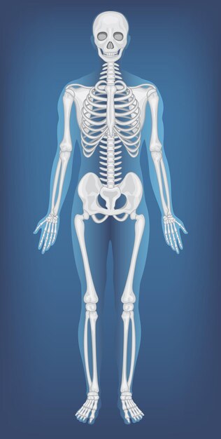 Anatomical Structure Human Skeleton