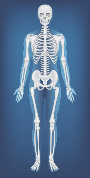 Anatomical Structure Human Skeleton