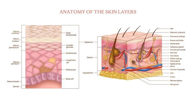 Anatomy of the Skin Barrier