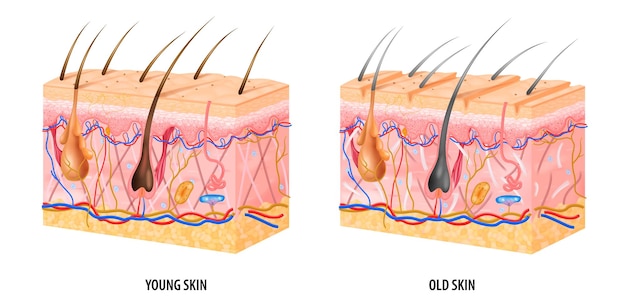 Анатомическая структура молодой и старой кожи реалистично изолирована