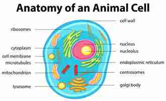 Free vector anatomy of animal cell