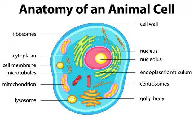 動物細胞の解剖学