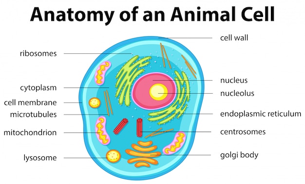동물 세포의 해부학