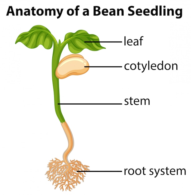 Anatomy of bean seedling on chart