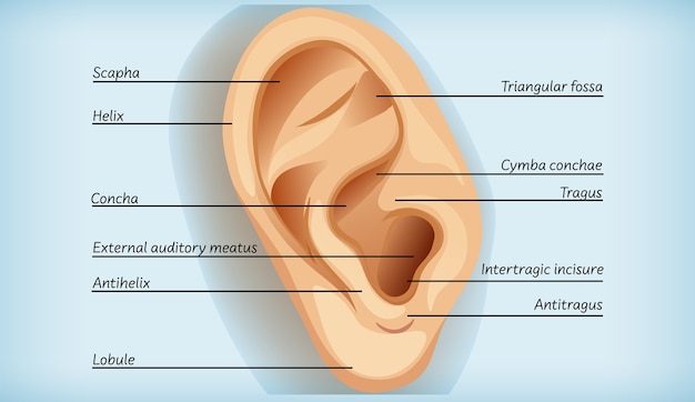 Free vector anatomy of external ear