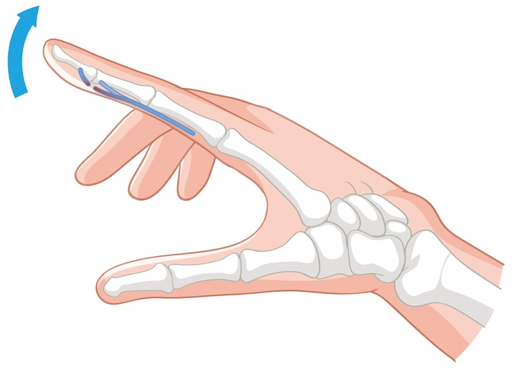 Free Vector anatomy of finger flexion