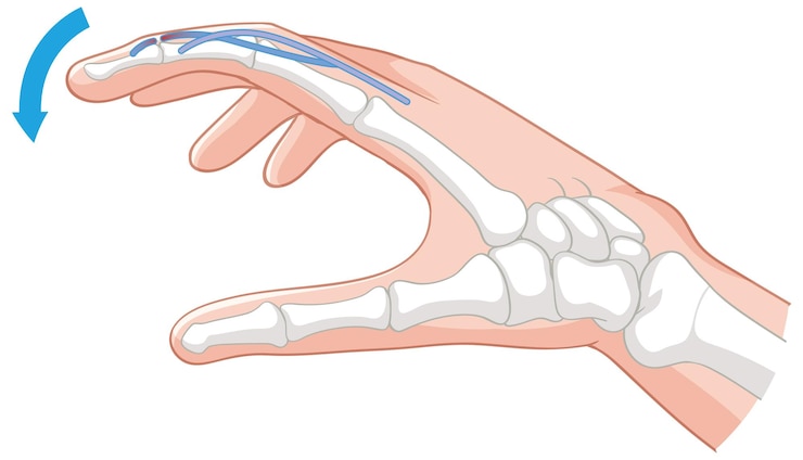Free Vector anatomy of hand movement