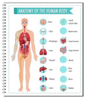 Anatomia del corpo umano informazioni infografica