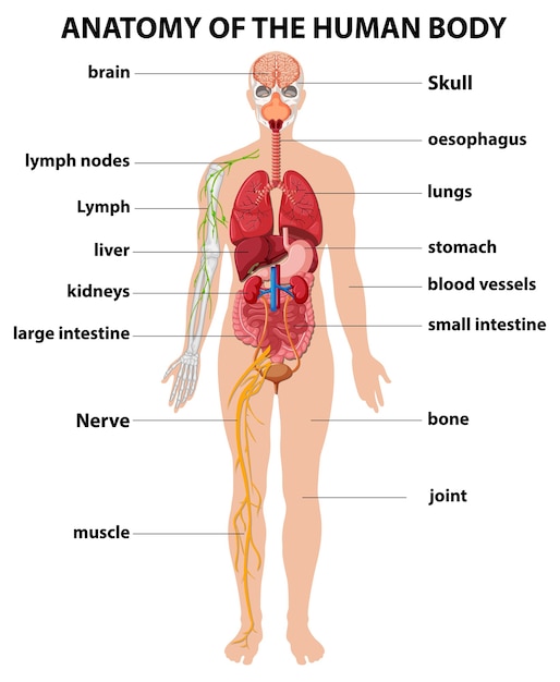 Free vector anatomy of the human body information infographic