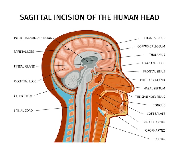 Vettore gratuito anatomia della composizione umana con vista di profilo della testa umana con parti colorate e didascalie di testo illustrazione vettoriale