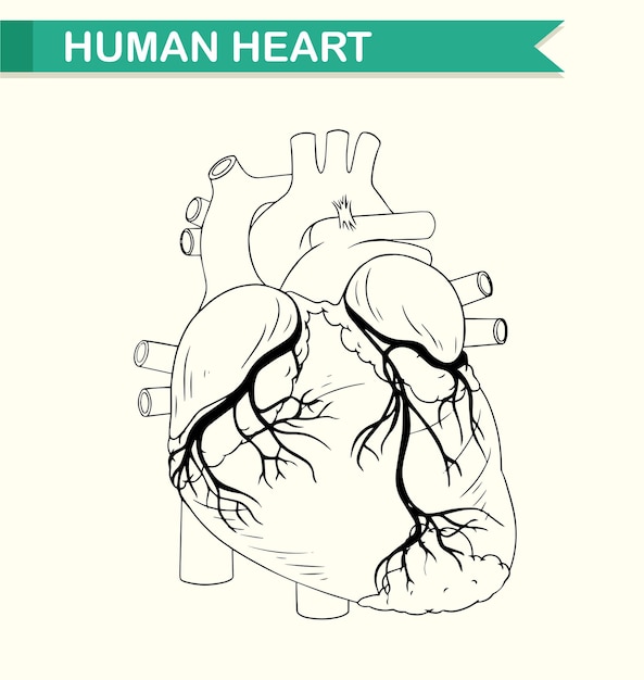 Anatomy of human heart