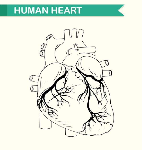 Anatomy of human heart