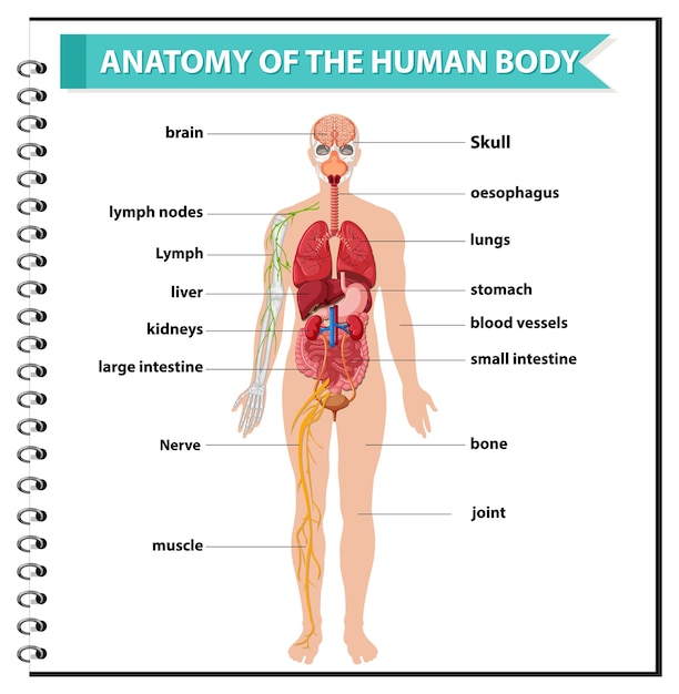 Бесплатное векторное изображение Анатомия человеческого тела информации инфографики