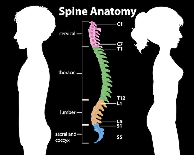 무료 벡터 척추 또는 척추 곡선의 해부학 infographic