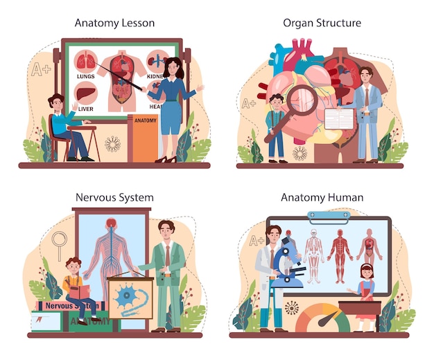 Anatomy school subject set. internal human organ studying. anatomy and biology concept. human body systems. isolated flat vector illustration