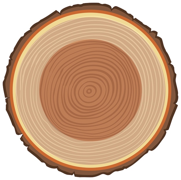 木の幹の解剖学