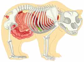 Vettore gratuito anatomia dell'orso selvatico isolato
