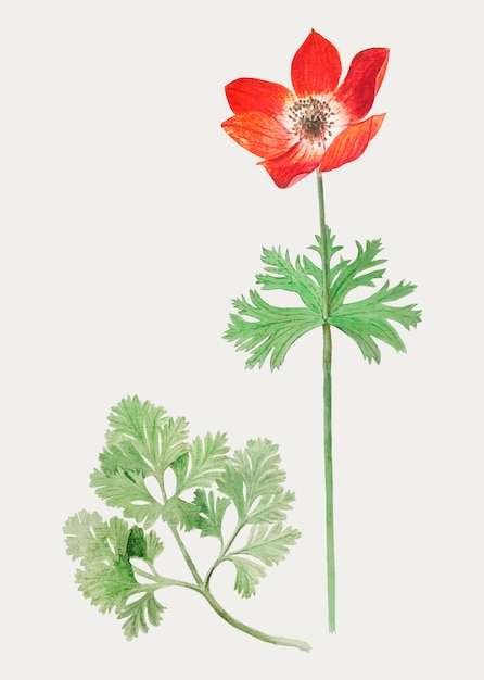 Free vector anemone in vintage style