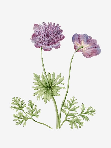 Illustrazione d'epoca di anemoni